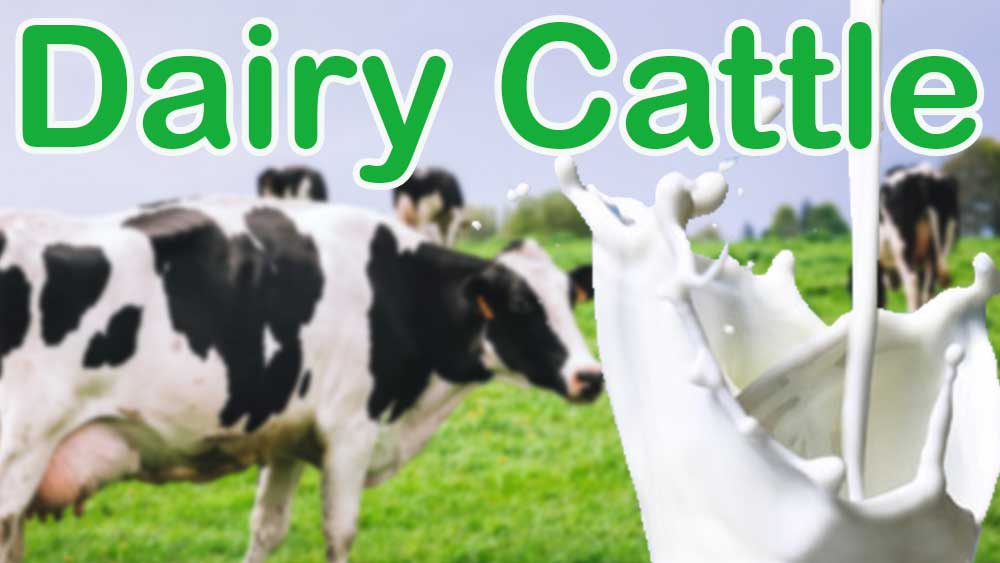Dairy Cattle, milk cows, dairy farming, cow milk breeds