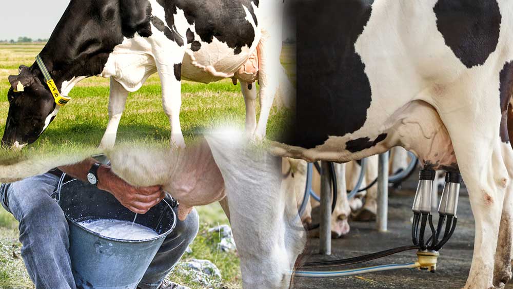 Dairy Cattle Farming, milk, cow milk, dairy farming,