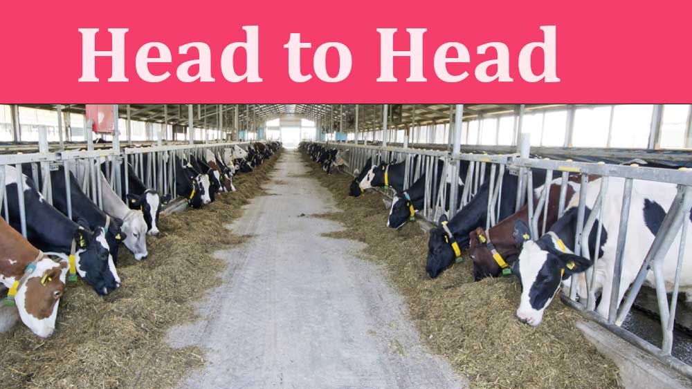 Head to head cattle housing, head to head,