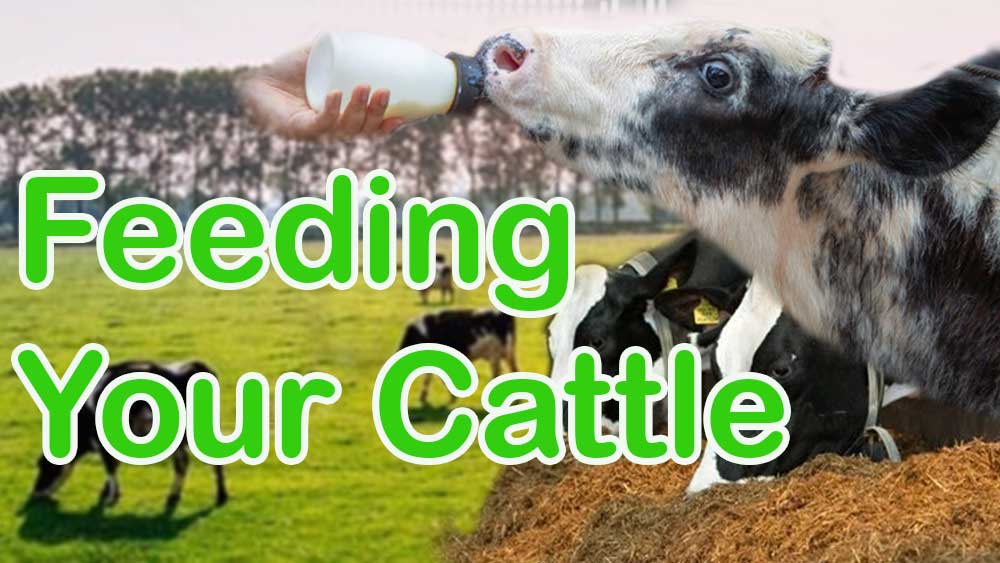 cow feeding, cattle feeding