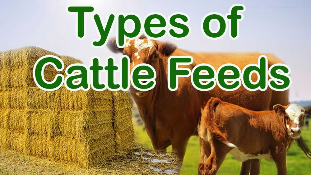 Types of cattle Feeds