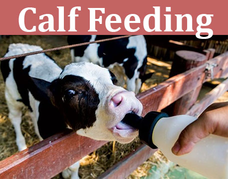 calf feeding, cattle feeding, cattle, milk, feeding, sudocows