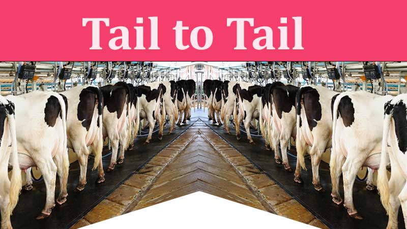 tail to tail cattle housing, tail to tail, tail to tail cows