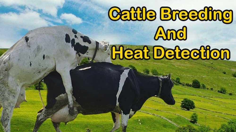 Cattle Breeding and Heat Detection