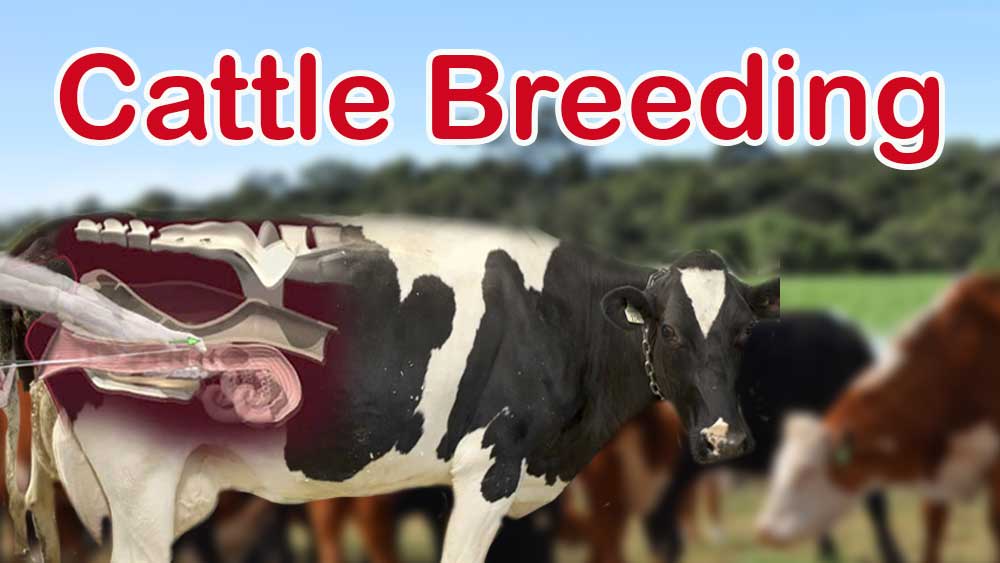 Cattle Breeding, cow Breeding
