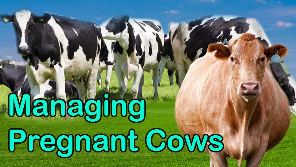 Pregnant Cow Managing, pregnant cows, cow manage