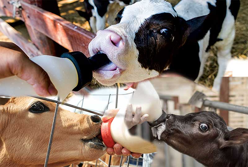 artificial feeding, cow feeding milk, cow drinking milk, hand feeding milk, hand rearing
