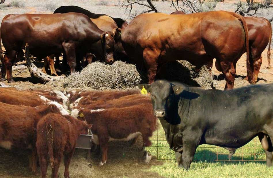 Bull Feeding
