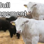 Bull Management