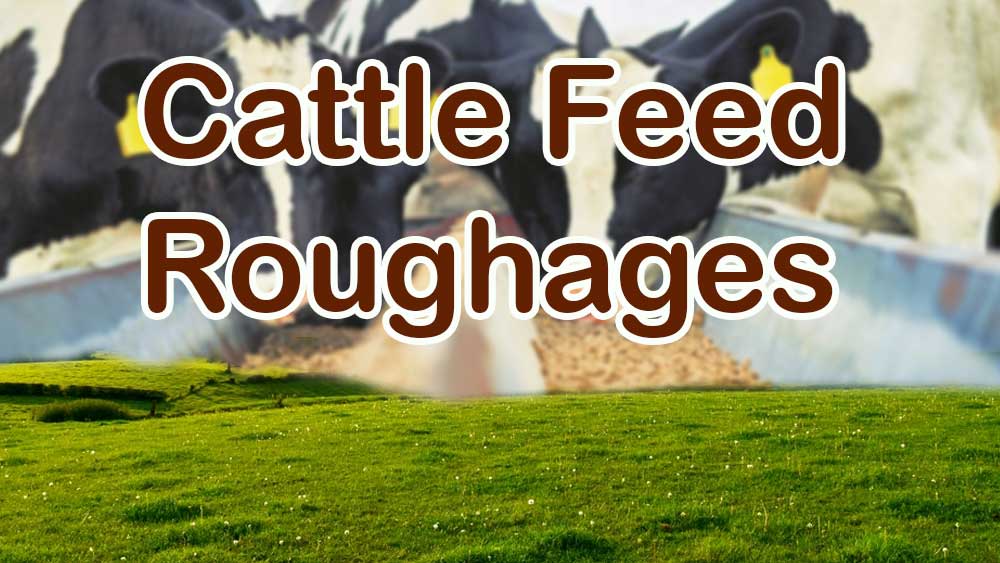 Cattle Feed Roughages